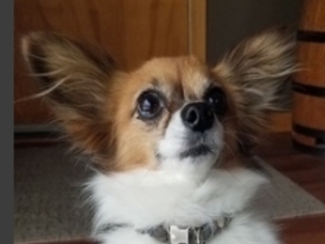  : Lexi