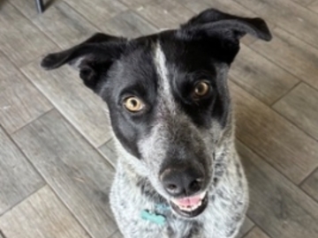   : Archie