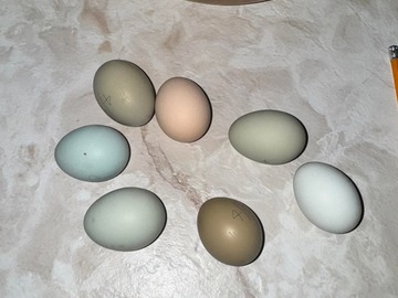 Selling with In-person Payment: Farm fresh eggs. Beautiful colors