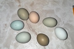 Selling with In-person Payment: Farm fresh eggs. Beautiful colors