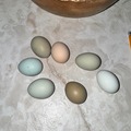 Selling with In-person Payment: Farm fresh eggs. Beautiful colors