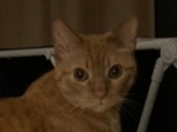   : Sherbert 