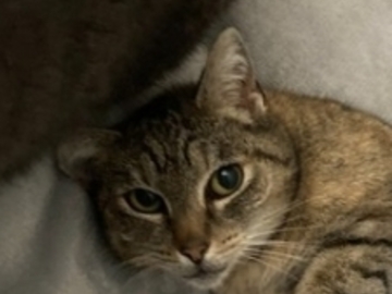   : Nala