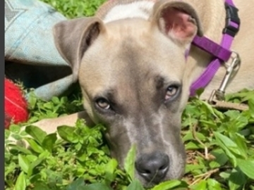   : Found Dog