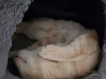  : Nova