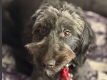   : Roo