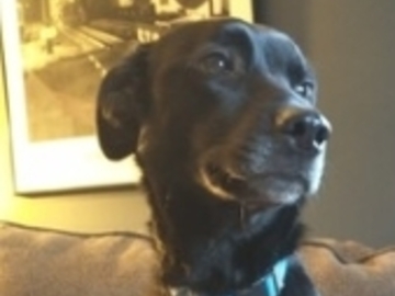   : Amelie