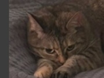   : Freya