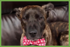  : Kona