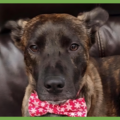  : Kona