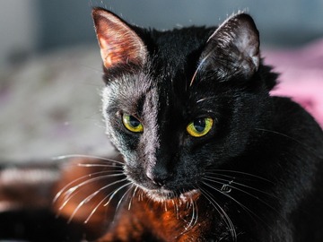 Selling: Mystical Cat Tarot Reading 