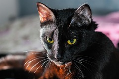 Selling: Mystical Cat Tarot Reading 