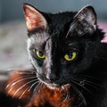 Selling: Mystical Cat Tarot Reading 