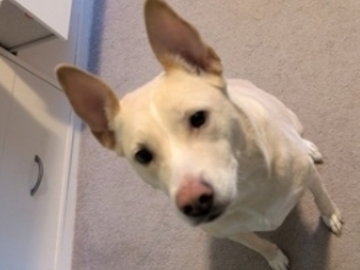   : Stella