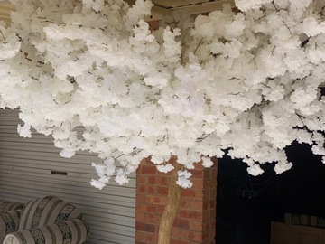 Selling: Large cherry blossom tree
