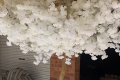 Selling: Large cherry blossom tree