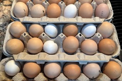 Selling with online payment: Backyard Eggs