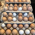 Selling with online payment: Backyard Eggs