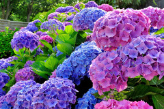Vente: plants d'hortensias