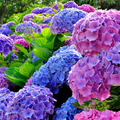 Sales: plants d'hortensias