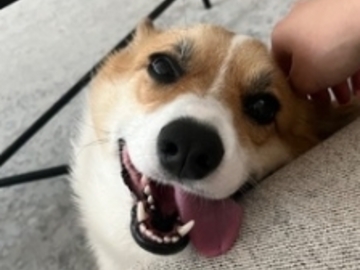   : Archie
