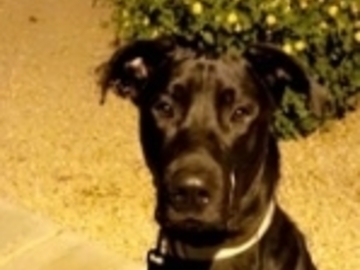   : Ruger