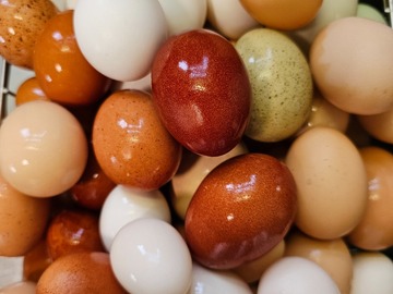 Selling with In-person Payment: Farm Fresh Pasture Raised Chicken Eggs