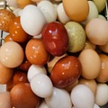 Selling with In-person Payment: Farm Fresh Pasture Raised Chicken Eggs