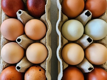 Selling with In-person Payment: Farm Fresh Pasture Raised Chicken Eggs