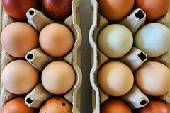 Selling with In-person Payment: Farm Fresh Pasture Raised Chicken Eggs