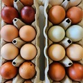 Selling with In-person Payment: Farm Fresh Pasture Raised Chicken Eggs