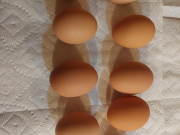 Selling with In-person Payment: Farm fresh brown eggs