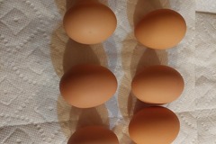 Selling with In-person Payment: Farm fresh brown eggs