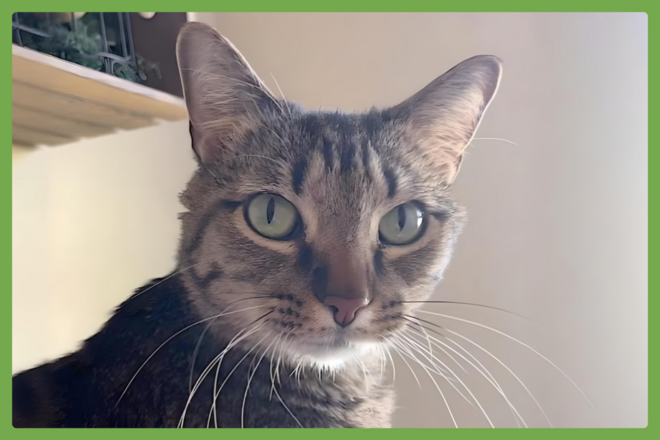 Meep, a domestic short hair looking for a loving home in Copperas Cove, TX