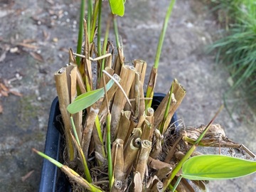 Vente: Rare Thalia Dealbata