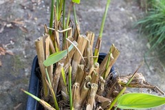 Vente: Rare Thalia Dealbata