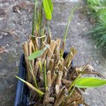 Vente: Rare Thalia Dealbata