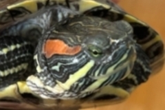   : Daeji