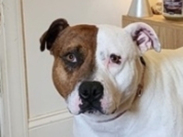   : Canelo