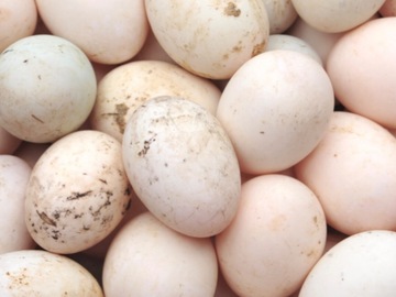Selling with In-person Payment: Fresh organic duck egg
