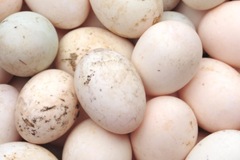 Selling with In-person Payment: Fresh organic duck egg