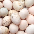 Selling with In-person Payment: Fresh organic duck egg
