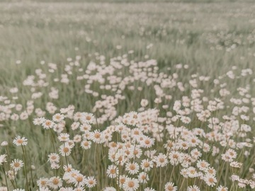 Wellness Session Single: Why am I Always Overwhelmed?— Nervous System Clarity Session