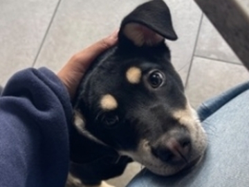   : Maverick