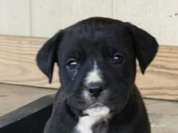   : Seven puppies