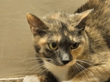   : LC (Little Cat)