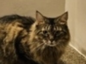  : Fluffy 