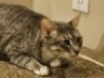   : Shy