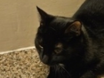   : Spot