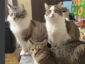   : Toby, Ghost, and Boots 
